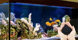 An introduction to using activated carbon in aquariums!